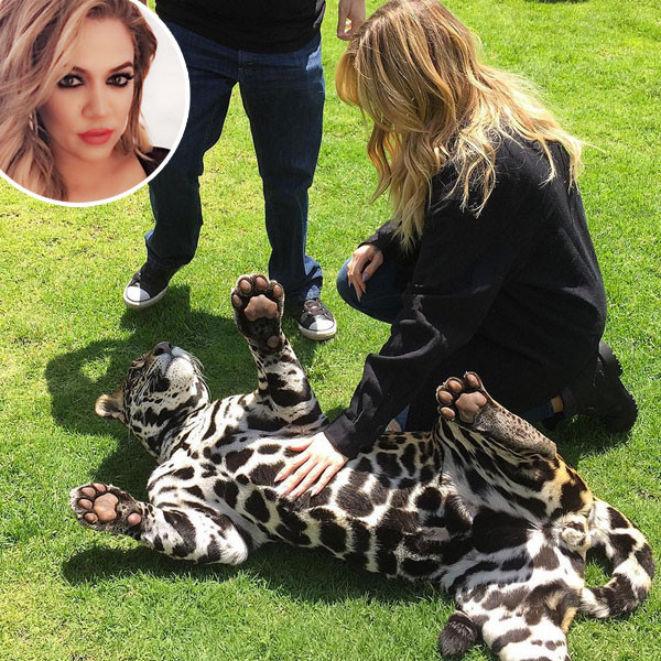 Khloe Kardashian, Jaguar Khloe Kardashian, Jaguar